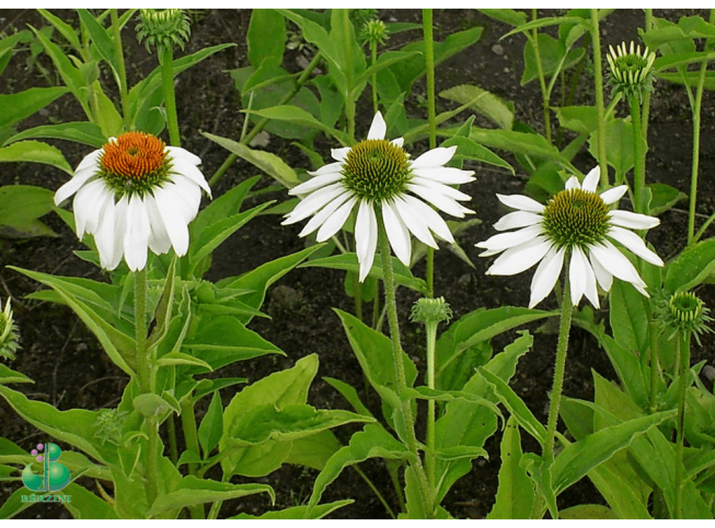 Echinacea purpurea   'White Lustre'